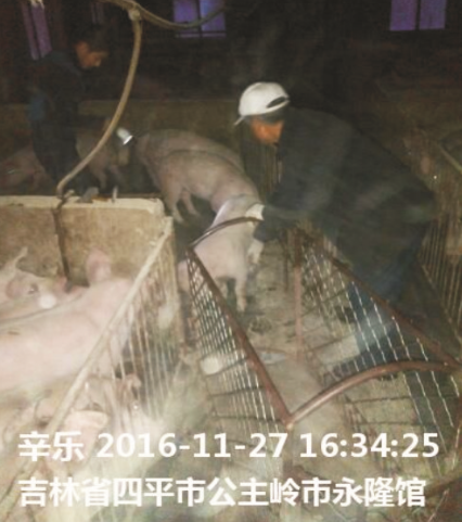 海德威仔豬濃縮料（H208）的實證案例一